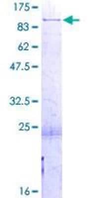 SDS-PAGE: Recombinant Human PABP GST (N-Term) Protein [H00026986-P01]