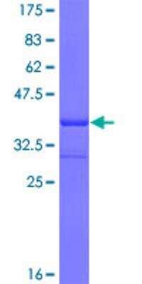 SDS-PAGE: Recombinant Human PAC1R GST (N-Term) Protein [H00000117-Q01]