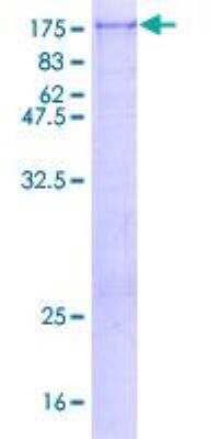 SDS-PAGE: Recombinant Human PAG3 GST (N-Term) Protein [H00008853-P01]