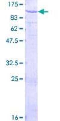 SDS-PAGE: Recombinant Human PAMR1 GST (N-Term) Protein [H00025891-P01]