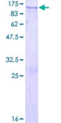 SDS-PAGE: Recombinant Human PC6 GST (N-Term) Protein [H00005125-P01]