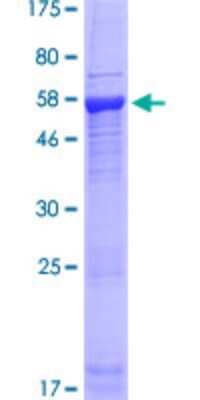 SDS-PAGE: Recombinant Human PDIK1L GST (N-Term) Protein [H00149420-P01]