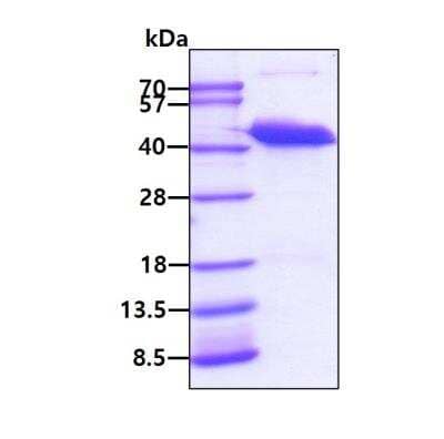 SDS-PAGE: Recombinant Human PECI His Protein [NBP1-45270]