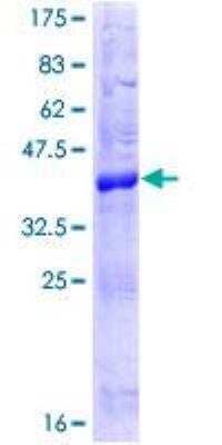 SDS-PAGE: Recombinant Human PERP GST (N-Term) Protein [H00064065-P01]