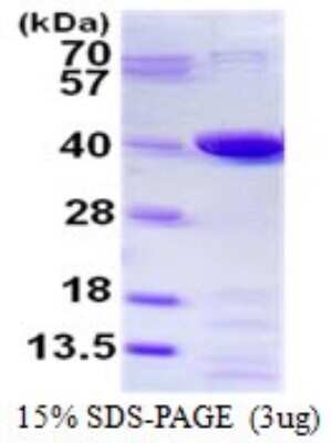 SDS-PAGE: Recombinant Human PGR1 His Protein [NBP1-98897]