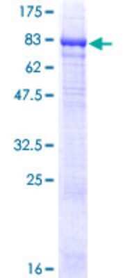 SDS-PAGE: Recombinant Human PI4KAP2 GST (N-Term) Protein [H00375133-P02]