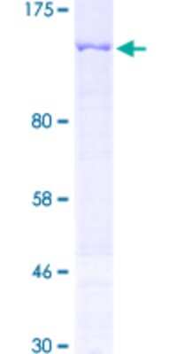 SDS-PAGE: Recombinant Human PKN3 GST (N-Term) Protein [H00029941-P02]