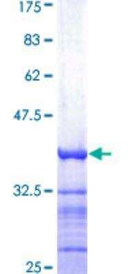 SDS-PAGE: Recombinant Human PMCA1 GST (N-Term) Protein [H00000490-Q01]