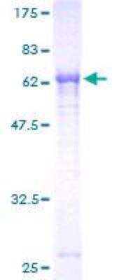 SDS-PAGE: Recombinant Human PNMA2 GST (N-Term) Protein [H00010687-P01]