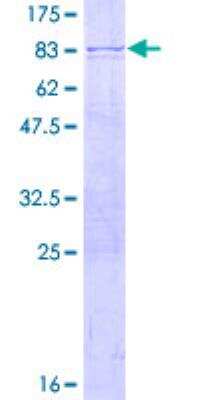 SDS-PAGE: Recombinant Human POLR3D GST (N-Term) Protein [H00000661-P01]