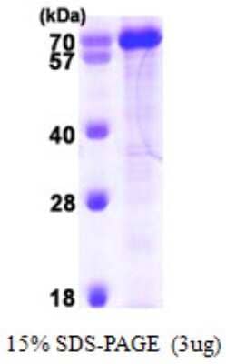 SDS-PAGE: Recombinant Human PPIL4 His Protein [NBP1-50877]