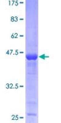 SDS-PAGE: Recombinant Human PPP1R14B GST (N-Term) Protein [H00026472-P01]