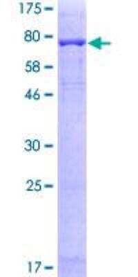 SDS-PAGE: Recombinant Human PRAME GST (N-Term) Protein [H00023532-P01]