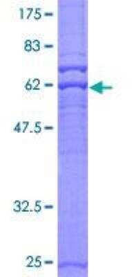 SDS-PAGE: Recombinant Human PRKAG2 GST (N-Term) Protein [H00051422-P01]