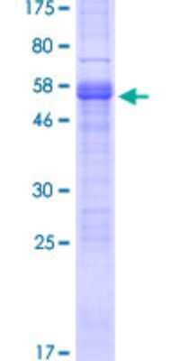 SDS-PAGE: Recombinant Human PRRG1 GST (N-Term) Protein [H00005638-P01]