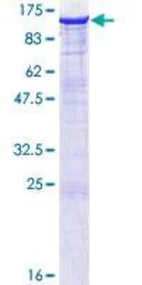 SDS-PAGE: Recombinant Human PSD-95 GST (N-Term) Protein [H00001742-P01]