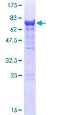 SDS-PAGE: Recombinant Human PSMC3 GST (N-Term) Protein [H00005702-P01]