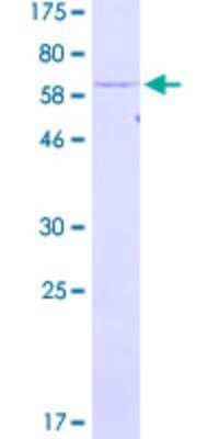 SDS-PAGE: Recombinant Human PSMC6 GST (N-Term) Protein [H00005706-P02]