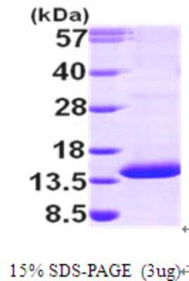 SDS-PAGE: Recombinant Human PSMG3 His Protein [NBP1-49303]