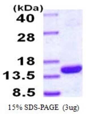 SDS-PAGE: Recombinant Human PSMG4 His Protein [NBP1-78813]