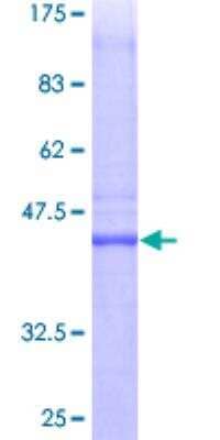 SDS-PAGE: Recombinant Human PTTG1IP GST (N-Term) Protein [H00000754-P01]