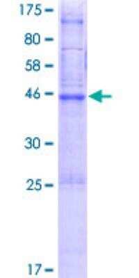 SDS-PAGE: Recombinant Human PTTG1IP GST (N-Term) Protein [H00000754-P02]