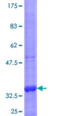 SDS-PAGE: Recombinant Human Perforin GST (N-Term) Protein [H00005551-Q01]