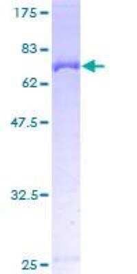 SDS-PAGE: Recombinant Human Perilipin-3/TIP47 GST (N-Term) Protein [H00010226-P01]