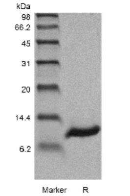 SDS-PAGE: Recombinant Human Persephin Protein [NBP2-35208]