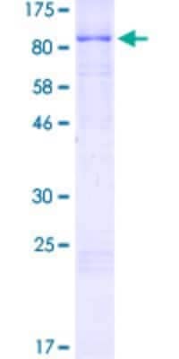 SDS-PAGE: Recombinant Human RAD18 GST (N-Term) Protein [H00056852-P01]