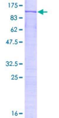 SDS-PAGE: Recombinant Human RED1 GST (N-Term) Protein [H00000104-P01]