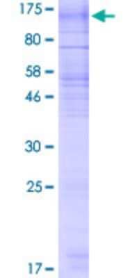 SDS-PAGE: Recombinant Human RNF139 GST (N-Term) Protein [H00011236-P01]