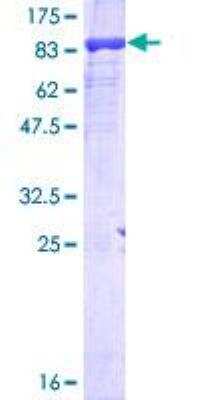 SDS-PAGE: Recombinant Human RPC62 GST (N-Term) Protein [H00010623-P02]