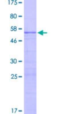 SDS-PAGE: Recombinant Human RPL13 GST (N-Term) Protein [H00006137-P02]