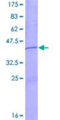 SDS-PAGE: Recombinant Human RRN3P1 GST (N-Term) Protein [H00730092-P01]