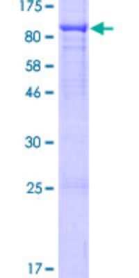 SDS-PAGE: Recombinant Human RUNDC1 GST (N-Term) Protein [H00146923-P01]