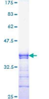 SDS-PAGE: Recombinant Human RUNX2/CBFA1 GST (N-Term) Protein [H00000860-Q01]