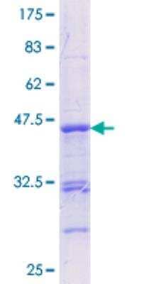 SDS-PAGE: Recombinant Human RUNX2/CBFA1 GST (N-Term) Protein [H00000860-Q02]