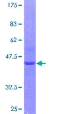 SDS-PAGE: Recombinant Human RhoH GST (N-Term) Protein [H00000399-P01]