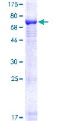 SDS-PAGE: Recombinant Human Rubicon GST (N-Term) Protein [H00009711-P01]