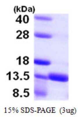 SDS-PAGE: Recombinant Human S100A16 His Protein [NBP1-51085]