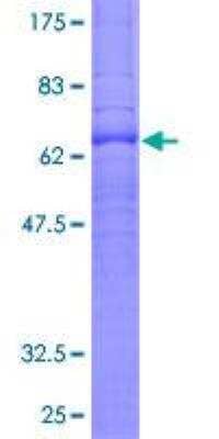 SDS-PAGE: Recombinant Human S1P1/EDG-1 GST (N-Term) Protein [H00001901-P01]