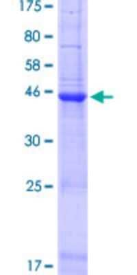 SDS-PAGE: Recombinant Human SCAND2 GST (N-Term) Protein [H00054581-P01]