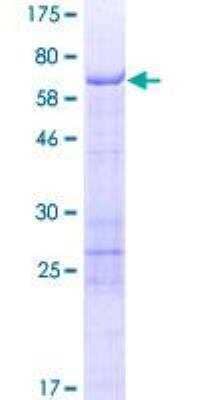 SDS-PAGE: Recombinant Human SCRN2 GST (N-Term) Protein [H00090507-P01]