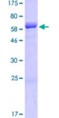 SDS-PAGE: Recombinant Human SDF4 GST (N-Term) Protein [H00051150-P01]