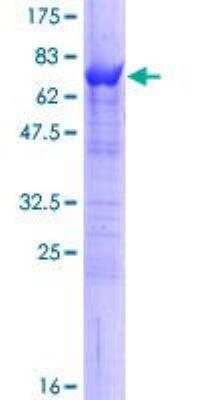 SDS-PAGE: Recombinant Human SELENBP1 GST (N-Term) Protein [H00008991-P01]