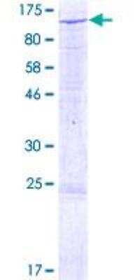 SDS-PAGE: Recombinant Human SEMA3G GST (N-Term) Protein [H00056920-P01]