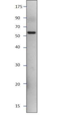 Western Blot: SESN3 Native Protein [NBP1-44988]