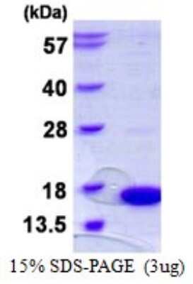 SDS-PAGE: Recombinant Human SH3BGRL His Protein [NBP1-98892]