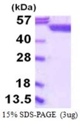 SDS-PAGE: Recombinant Human SHMT1 His Protein [NBP1-72548]